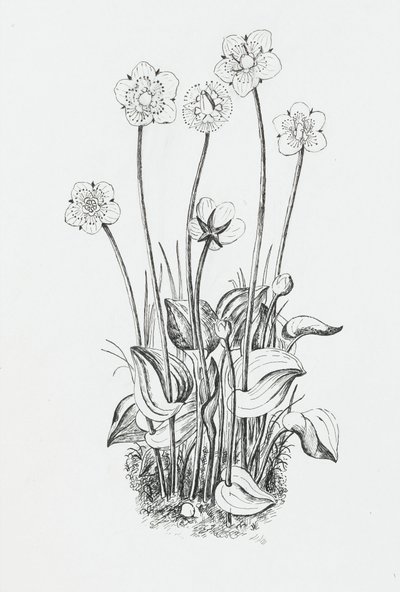 Plant study by Rosalie Brill
